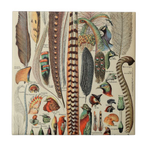Feather Bird Wildlife Antique Feathers Kakelplatta