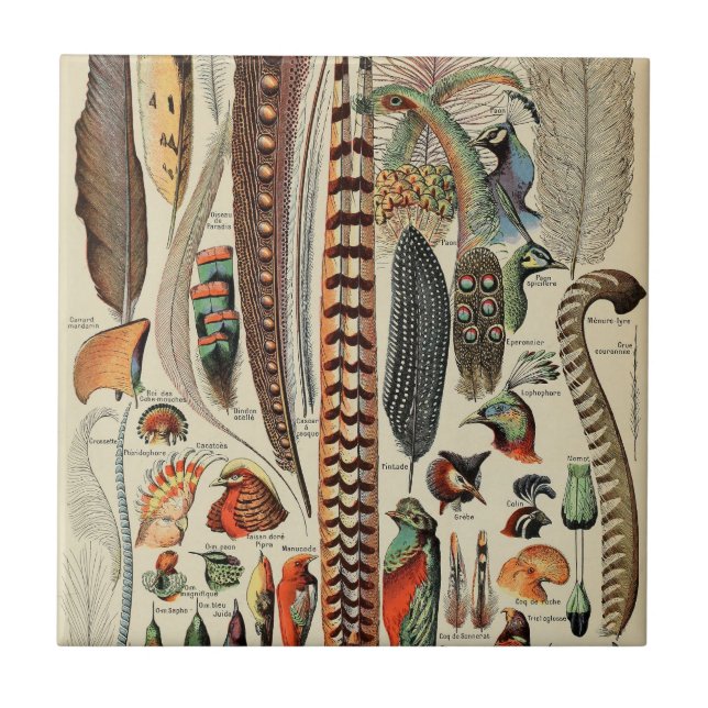 Feather Bird Wildlife Antique Feathers Kakelplatta (Framsidan)