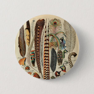 Feather Bird Wildlife Antique Feathers Knapp