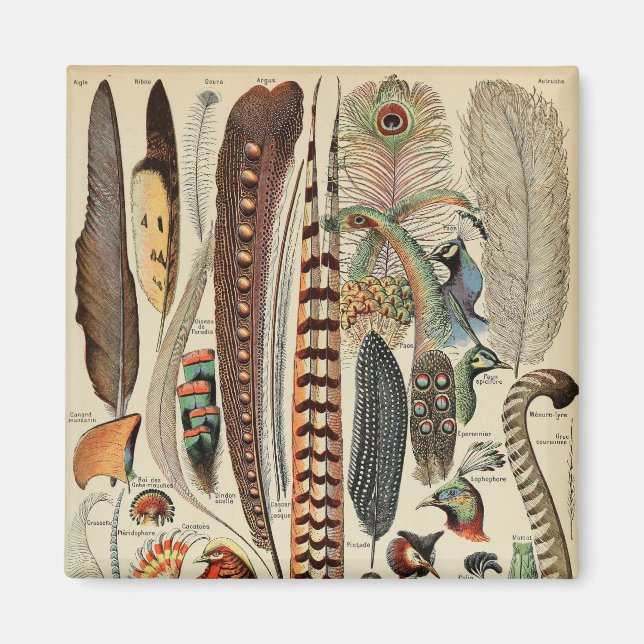 Feather Bird Wildlife Antique Feathers Magnet (Framsidan)