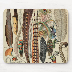 Feather Bird Wildlife Antique Feathers Musmatta