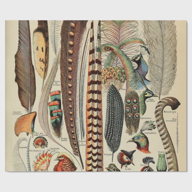 Feather Bird Wildlife Antique Feathers Presentpapper (Platt)