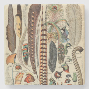 Feather Bird Wildlife Antique Feathers Stenunderlägg