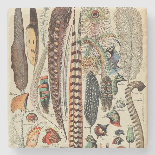 Feather Bird Wildlife Antique Feathers Stenunderlägg (Framsidan)