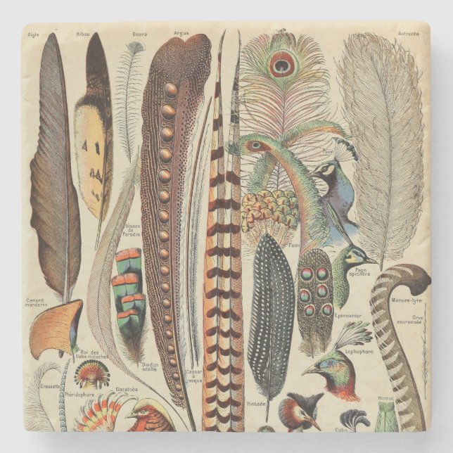 Feather Bird Wildlife Antique Feathers Stenunderlägg (Framsidan)