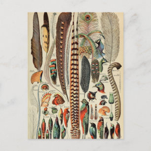 Feather Bird Wildlife Antique Feathers Vykort