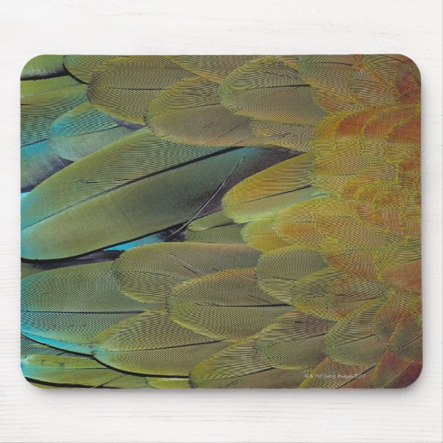 Feather yta musmatta (Framsidan)