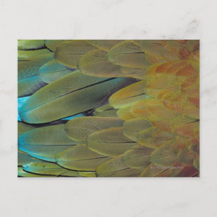 Feather yta vykort