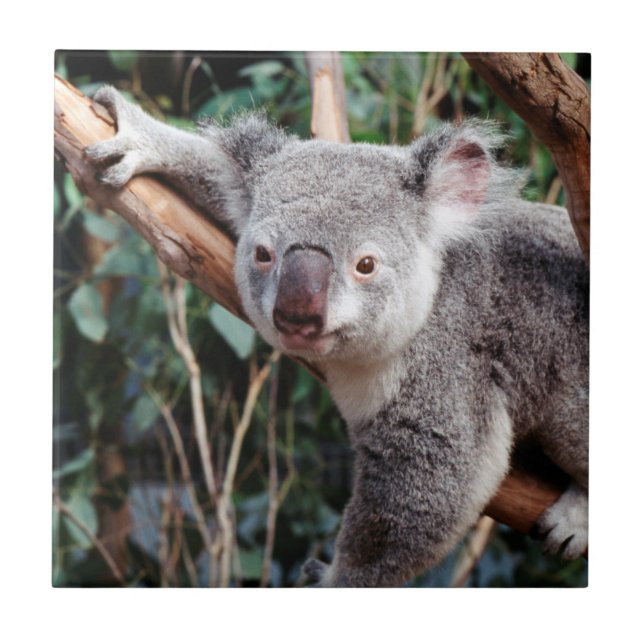 Featherdale Wildlife Park, Koala Bears Kakelplatta (Framsidan)