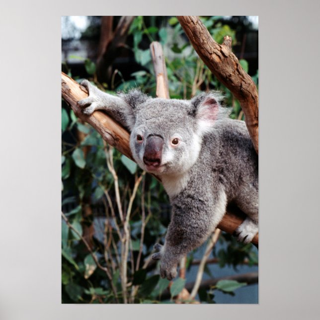 Featherdale Wildlife Park, Koala Bears Poster (Framsidan)