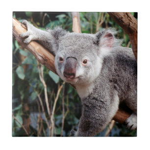 Featherdale Wildlife Park, Koalabjörnar Kakelplatta