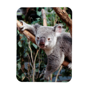 Featherdale Wildlife Park, Koalabjörnar Magnet