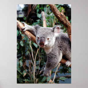 Featherdale Wildlife Park, Koalabjörnar Poster
