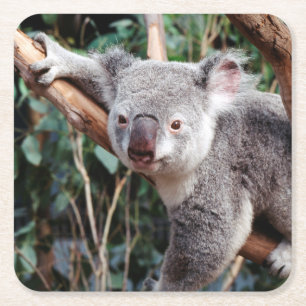 Featherdale Wildlife Park, Koalabjörnar Underlägg Papper Kvadrat