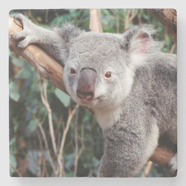 Featherdale Wildlife Park, Koalabjörnar Underlägg Sten (Framsidan)