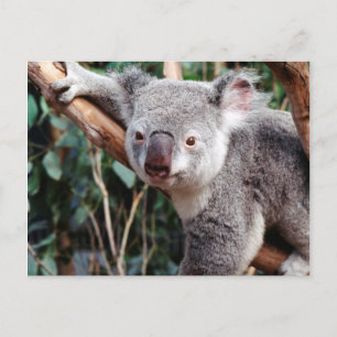 Featherdale Wildlife Park, Koalabjörnar Vykort