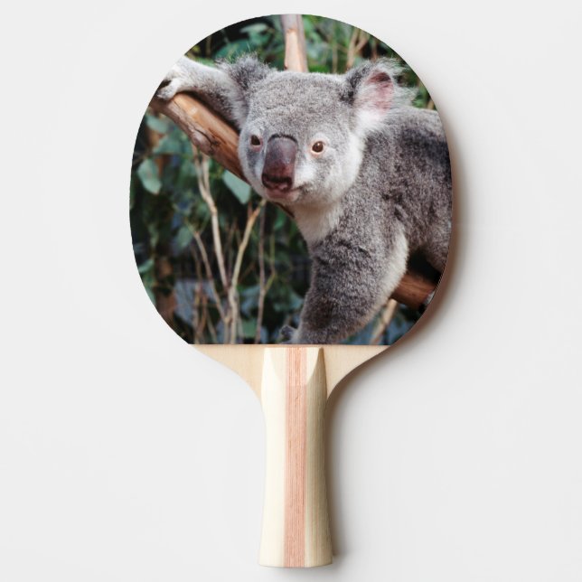 Featherdale Wildlife Park, Koalor Pingisracket (Framsidan)