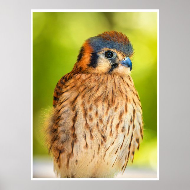 Feathered Ember: The Watchful Kestrel Poster (Framsidan)