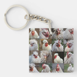 "Feathers in Focus: A White Chicken's Porträtt"