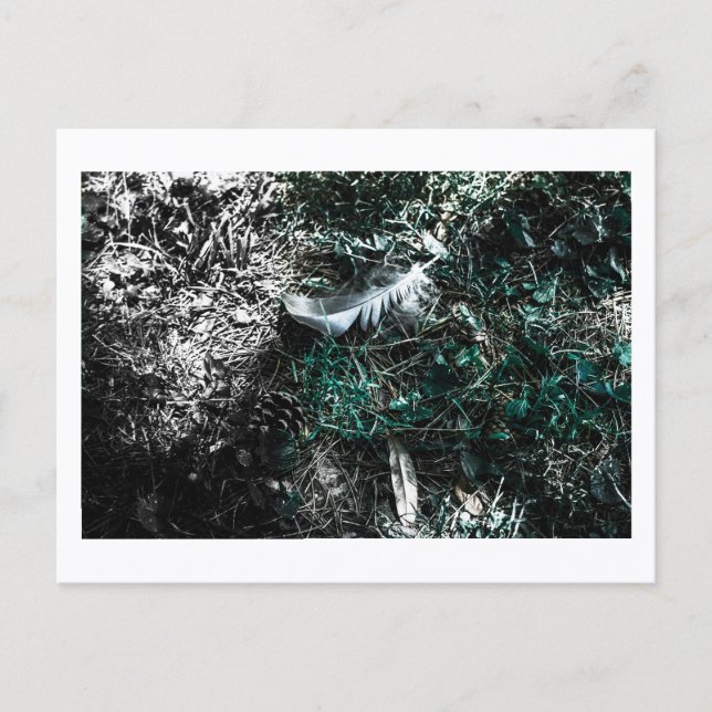 Feathers in the Woods by Jeffrey H. Thornton:  Vykort (Framsida)