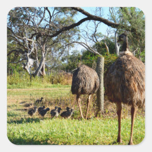 "Feathers of Pride: Emu Parents with their Chicks" Fyrkantigt Klistermärke