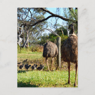 "Feathers of Pride: Emu Parents with their Chicks" Vykort