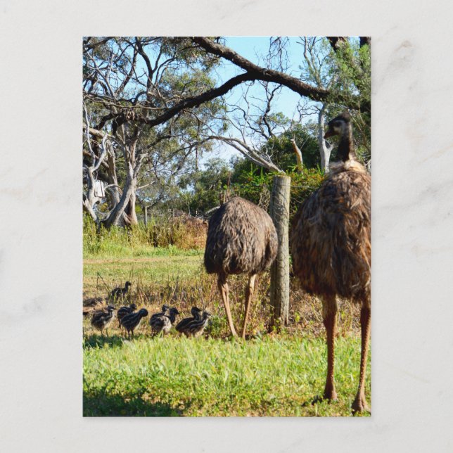 "Feathers of Pride: Emu Parents with their Chicks" Vykort (Framsida)