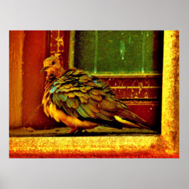 Feathery Dove Poster