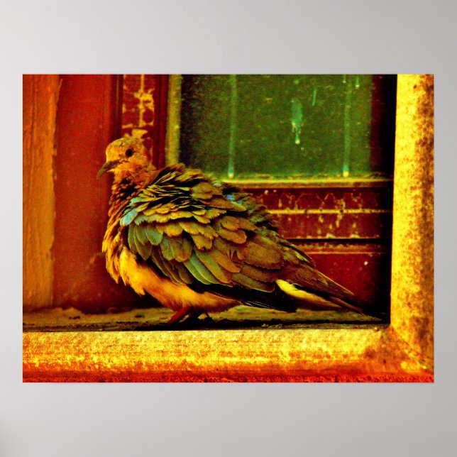 Feathery Dove Poster (Framsidan)