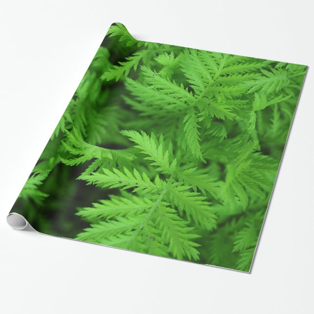Feathery gröna Ferns Presentpapper (Utrullad)