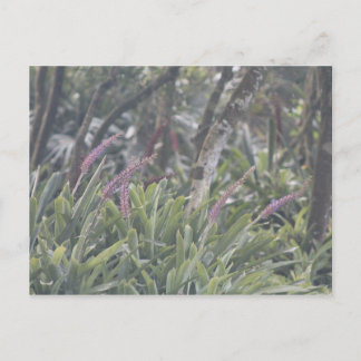 Feathery Lila blommor Vykort