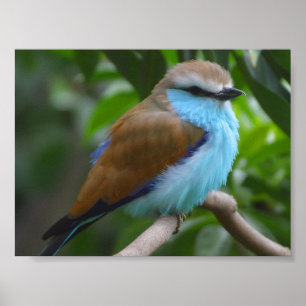 FEATHERY LITTLE BIRD BLUE BROWN WHITE BLACK ADORAB POSTER