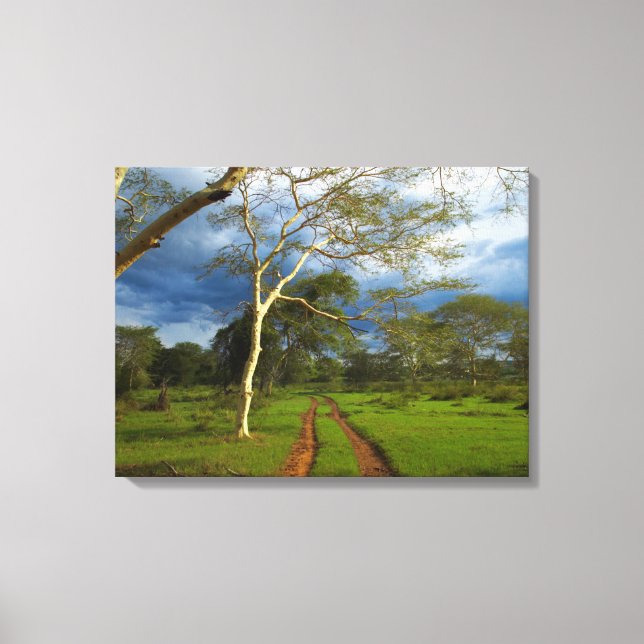 Feber Träd (Acacia Xanthophloea) by Dirt Track Canvastryck (Framsida)