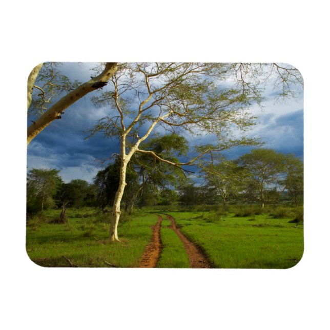 Feber Träd (Acacia Xanthophloea) by Dirt Track Magnet (Horisontell)