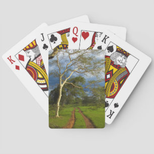 Feber Träd (Acacia Xanthophloea) med Dirt Track Casinokort