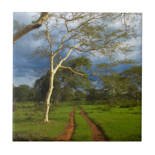 Feber Träd (Acacia Xanthophloea) med Dirt Track Kakelplatta (Framsidan)