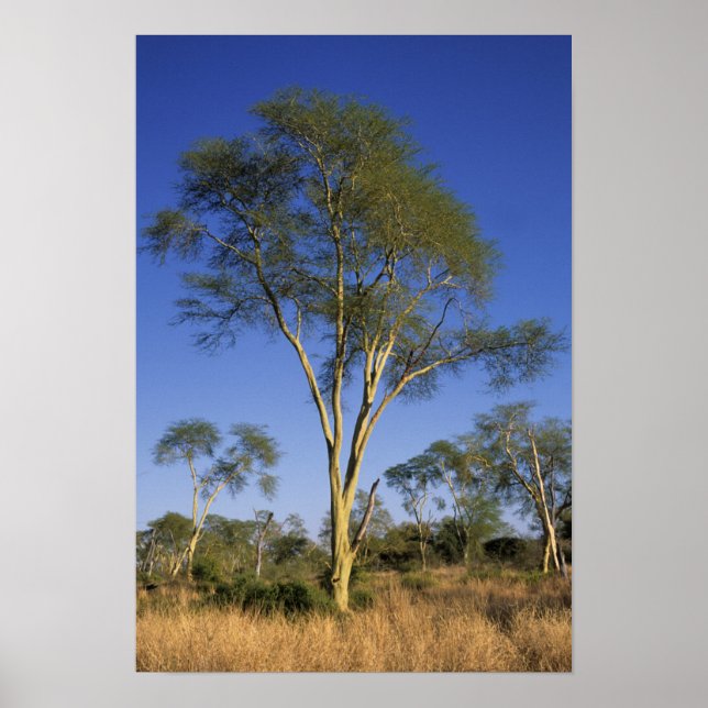 Feber Träd (Acacia Xanthophloea), Punda Maria Poster (Framsidan)