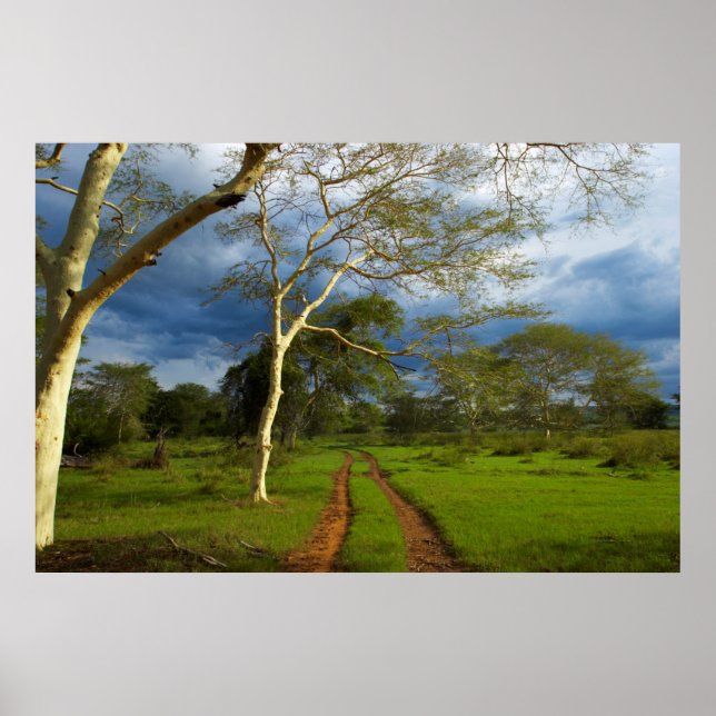 Feberträd (Acacia Xanthophloea) Av Dirt Track Poster (Framsidan)