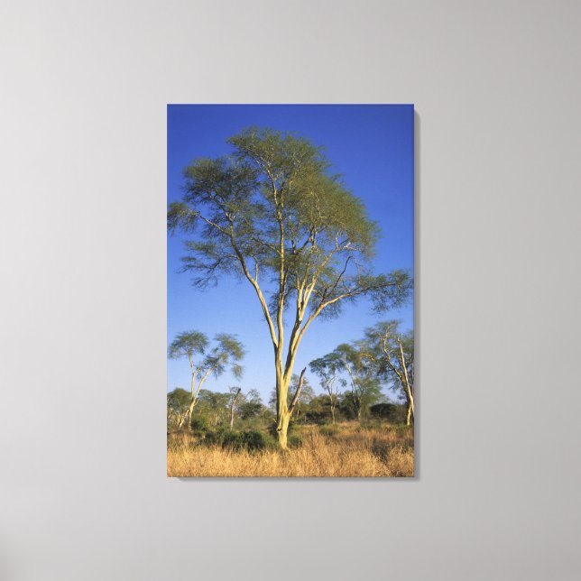 Feberträd (Acacia Xanthophloea), Punda Maria Canvastryck (Framsida)