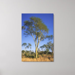 Feberträd (Acacia Xanthophloea), Punda Maria Canvastryck