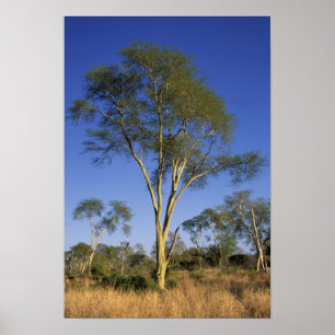 Feberträd (Acacia Xanthophloea), Punda Maria Poster