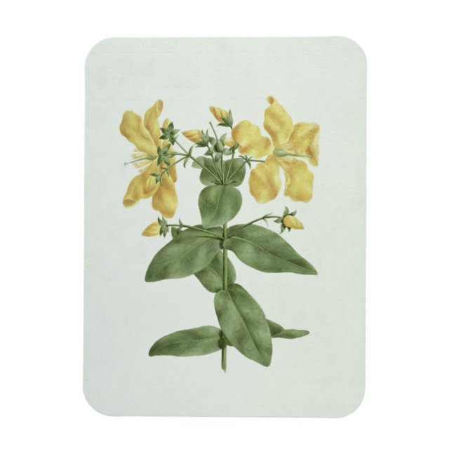 Feel-Fetch (Hypericum Quartinianum) (med överkorni Magnet (Vertikal)