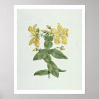 Feel-Fetch (Hypericum quartinianum) (w/c over grap