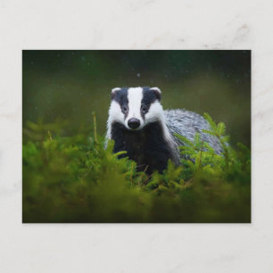 Feisty Badger Vykort