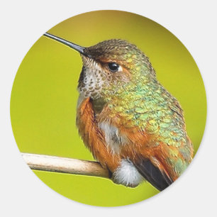 Feisty Little Girl: Rufous Hummingbird Runt Klistermärke