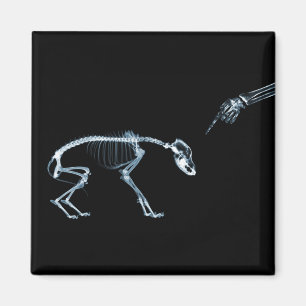 Felaktig Hund Xray Skeleton Black Blue Magnet