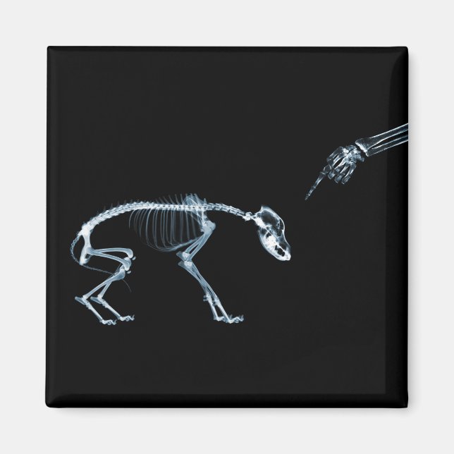 Felaktig Hund Xray Skeleton Black Blue Magnet (Framsidan)