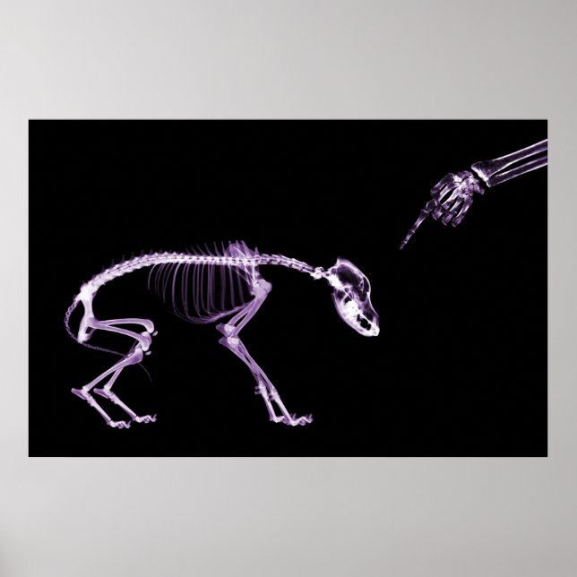 Felaktig Hund Xray Skeleton Black Lila Poster (Framsidan)