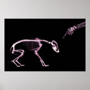 Felaktig Hund Xray Skeleton Black Rosa Poster