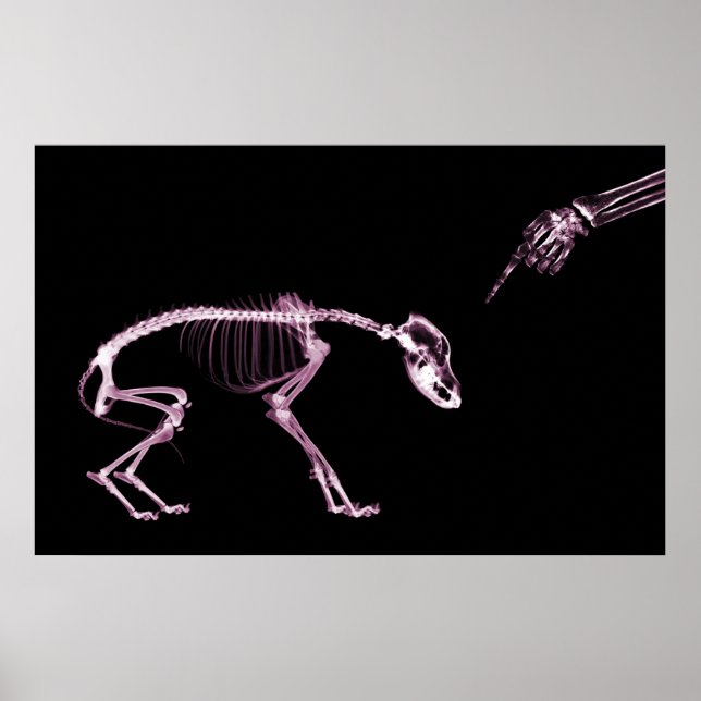 Felaktig Hund Xray Skeleton Black Rosa Poster (Framsidan)